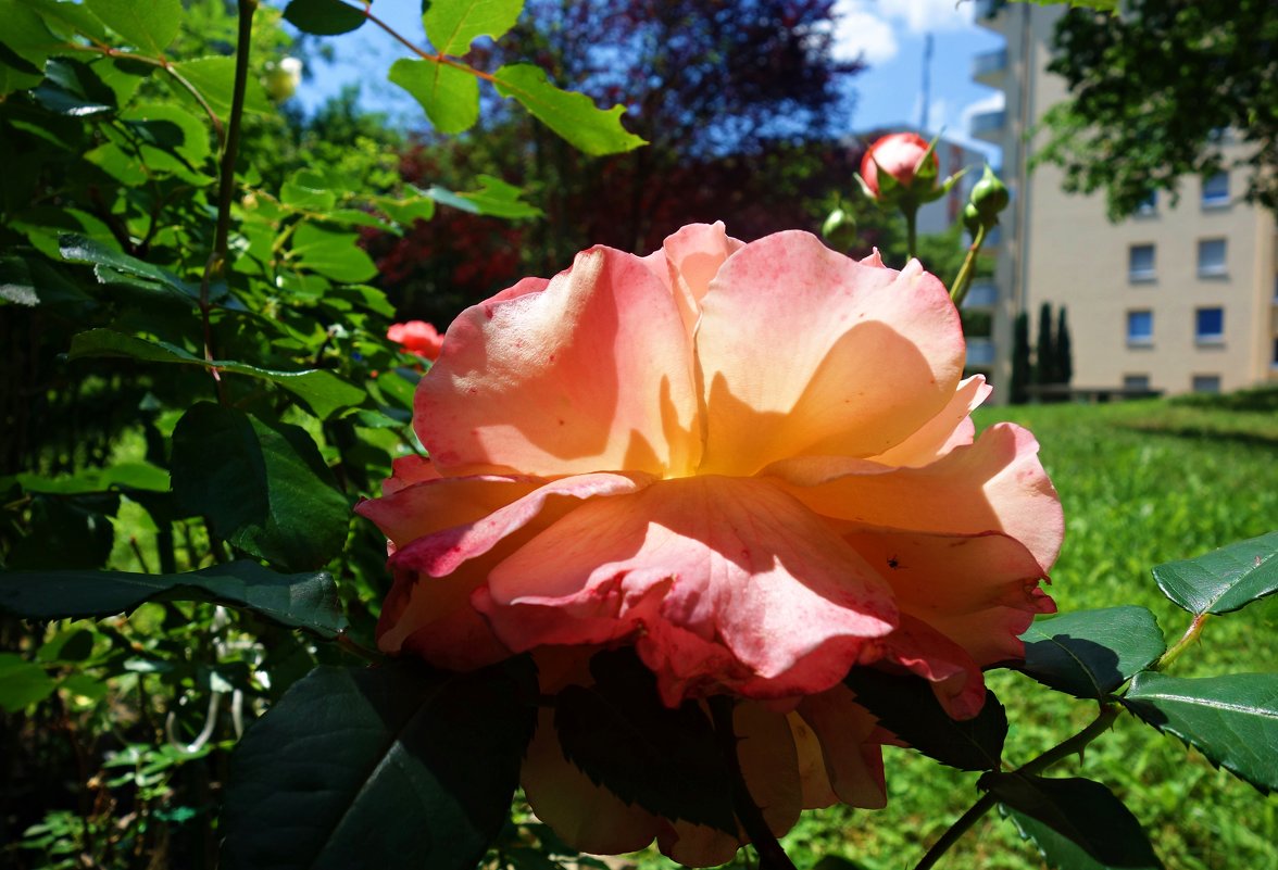 "...О, как же розы восхищают, Их аромат - сердца ласкает, Возносит нежность лепестков..." - Galina Dzubina