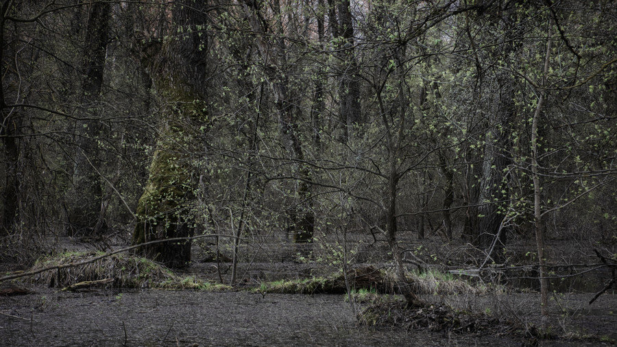 Flood forest. - Андрий Майковский