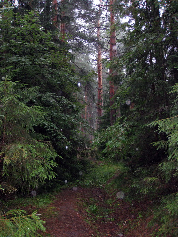 Дождливый день в лесу - Ирина Беркут