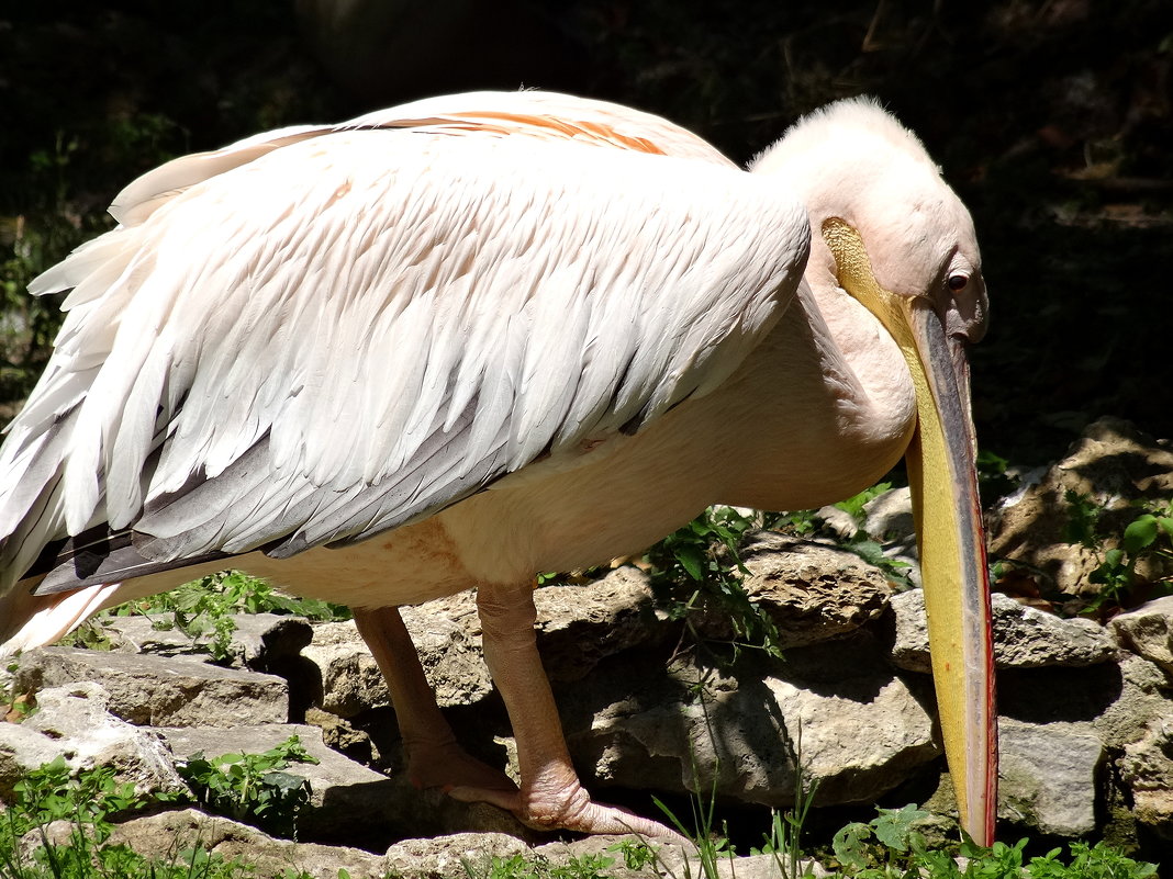 Неуклюжий пеликан - wea *