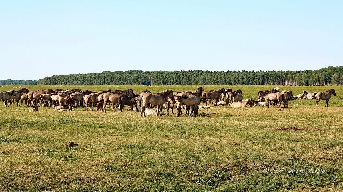 Национальный парк Кемери, Латвия. - Liudmila LLF