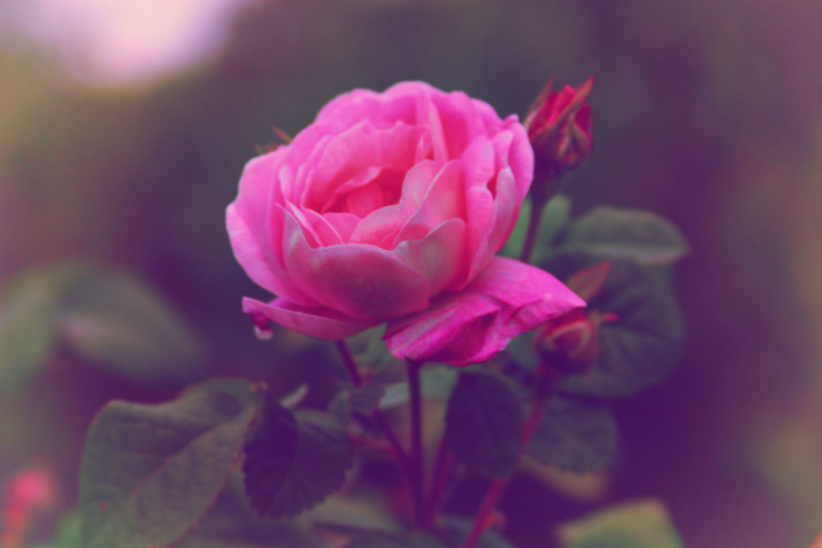Розовые розы... - Любовь Кищенко