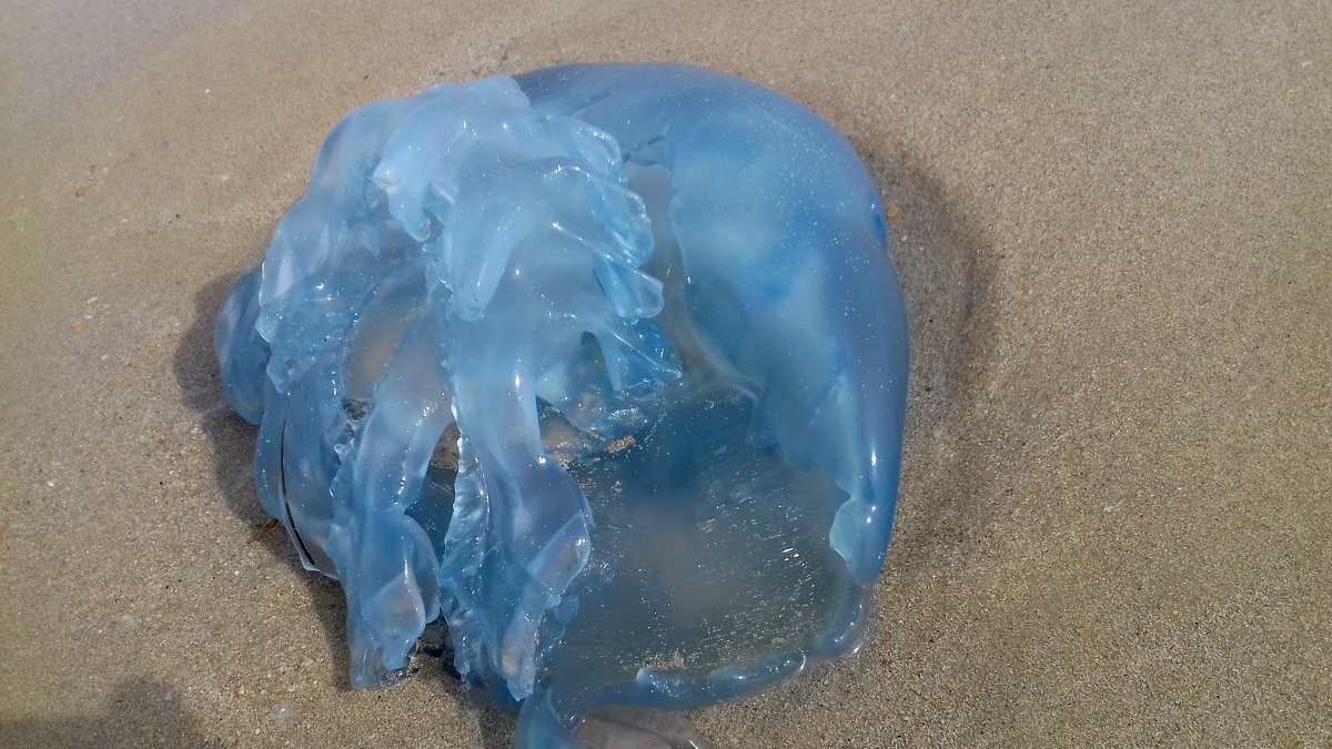 медуза..... безобидная.... можно смело брать в руки и отправлять назад в морскую пучину.... - Наталья Меркулова
