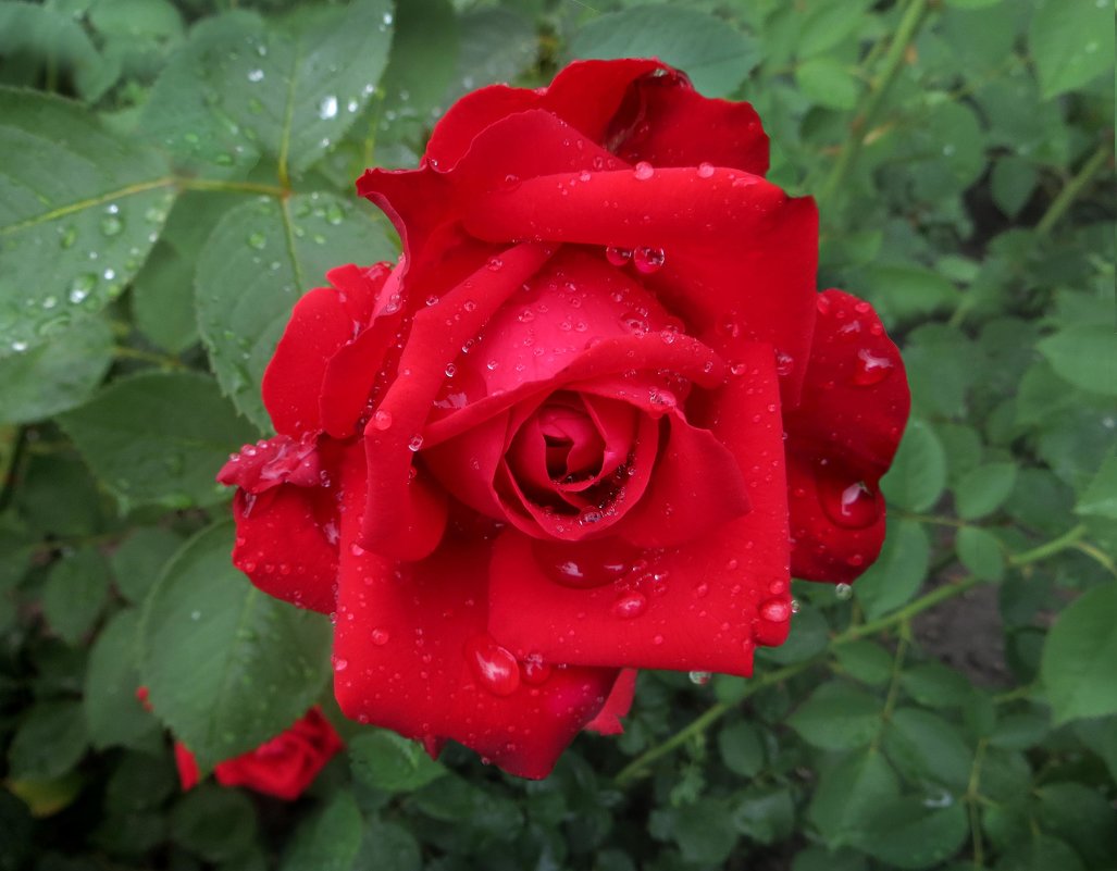 Красная роза после дождя. - Nata 