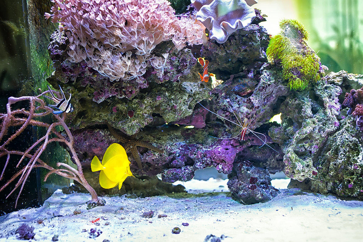 Домашний морской аквариум - Лилия .