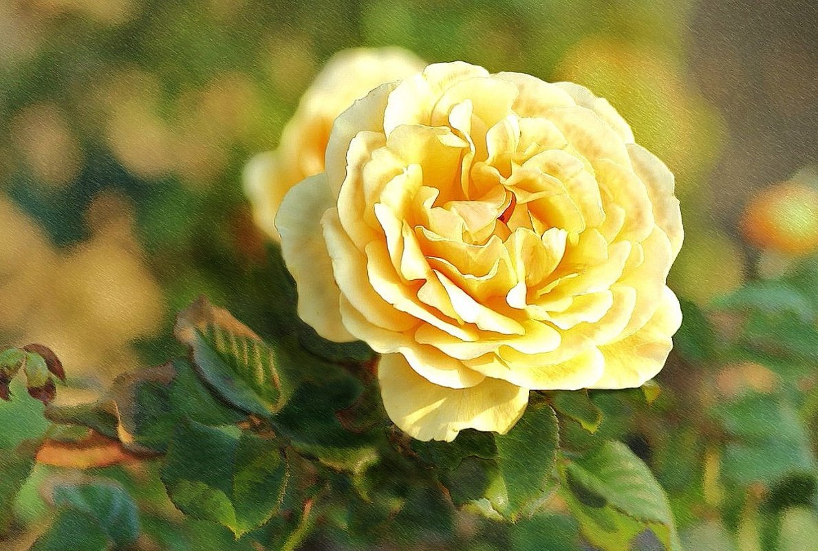 Болгарская роза - tat 