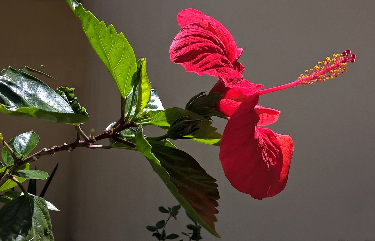 Гибискус-пламенный цветок - wea *