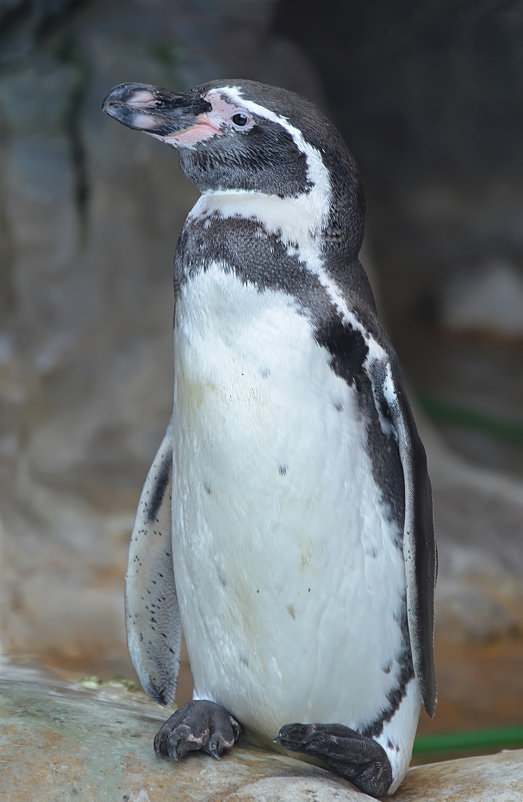 Южно-африканский пингвин... - Наташа *****