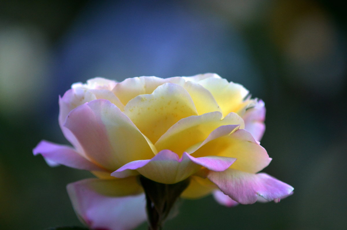 La rosa di color rosa chiaro e giallastro - Олег Шендерюк