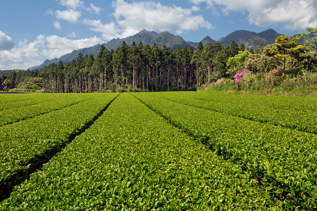 Чайные плантации острова Якусима - slavado 