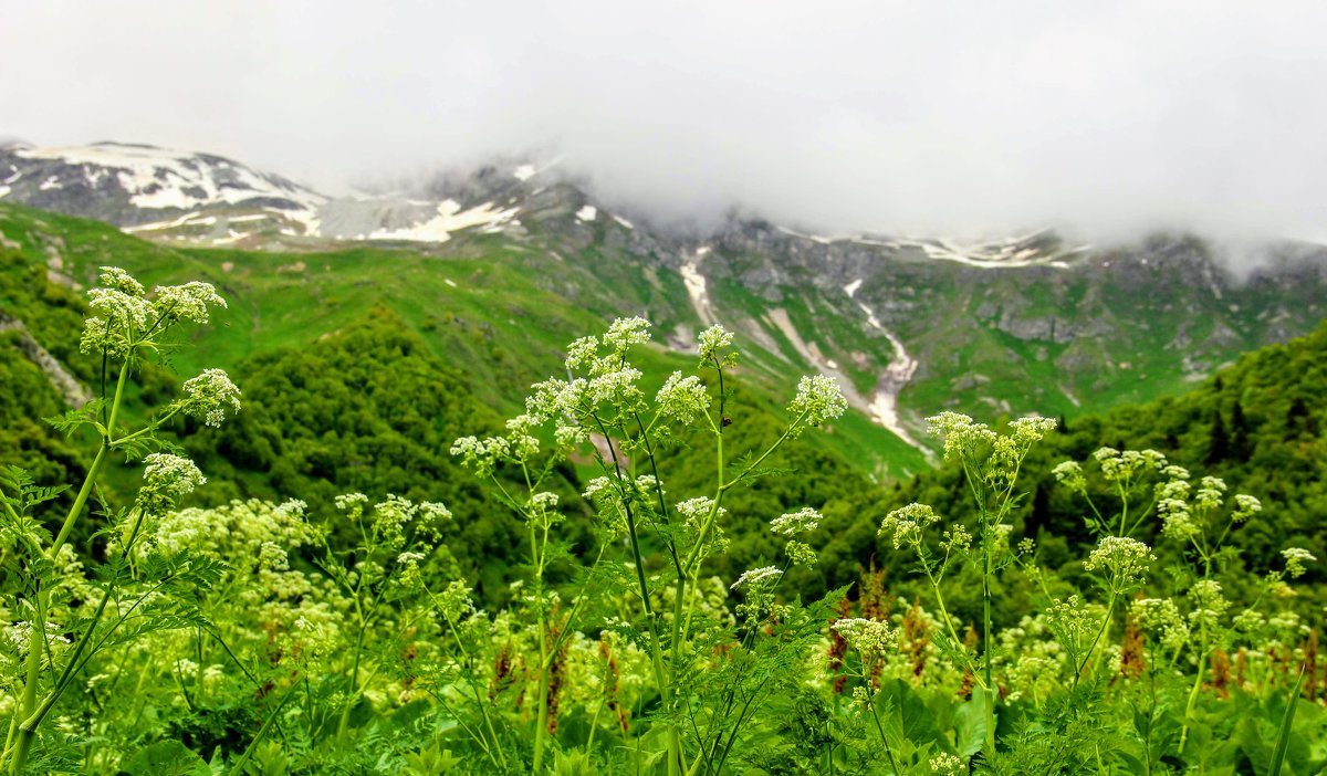 Альпийские луга в Домбае - Вячеслав Случившийся
