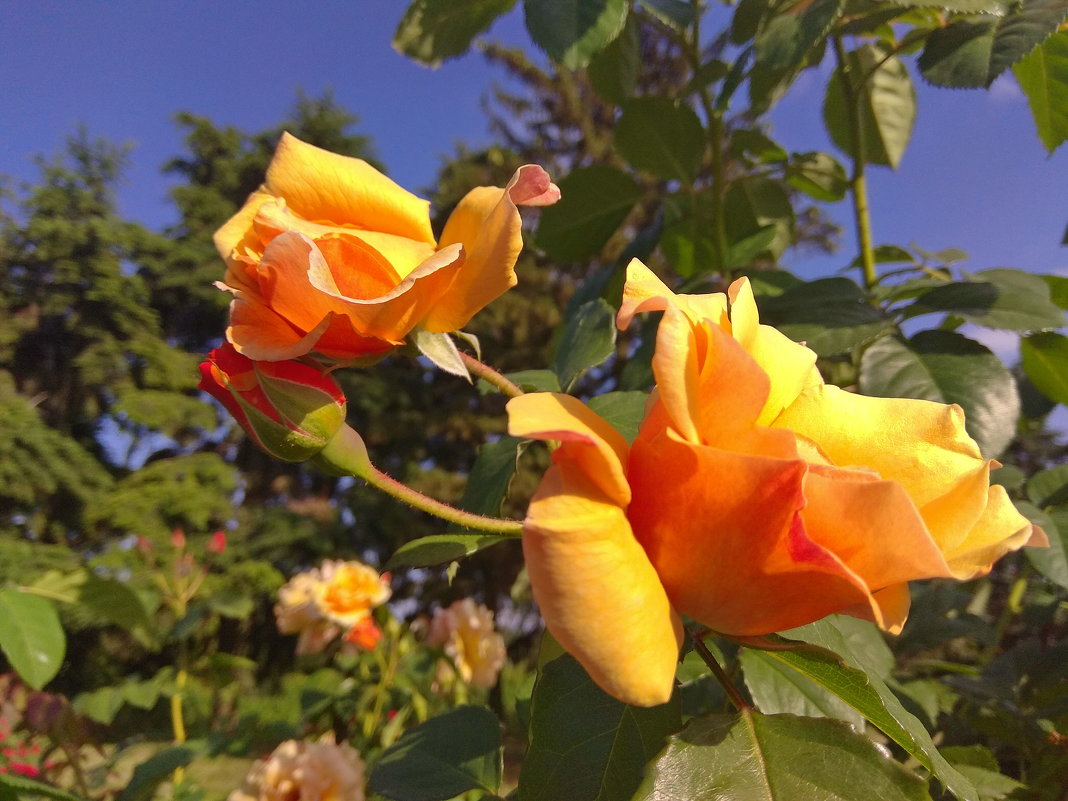 жёлтые розы - tina kulikowa