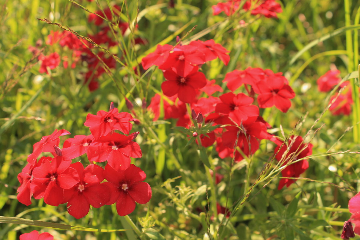 красные цветы - tina kulikowa