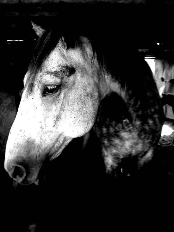 Грустная лошадь - Владимир 