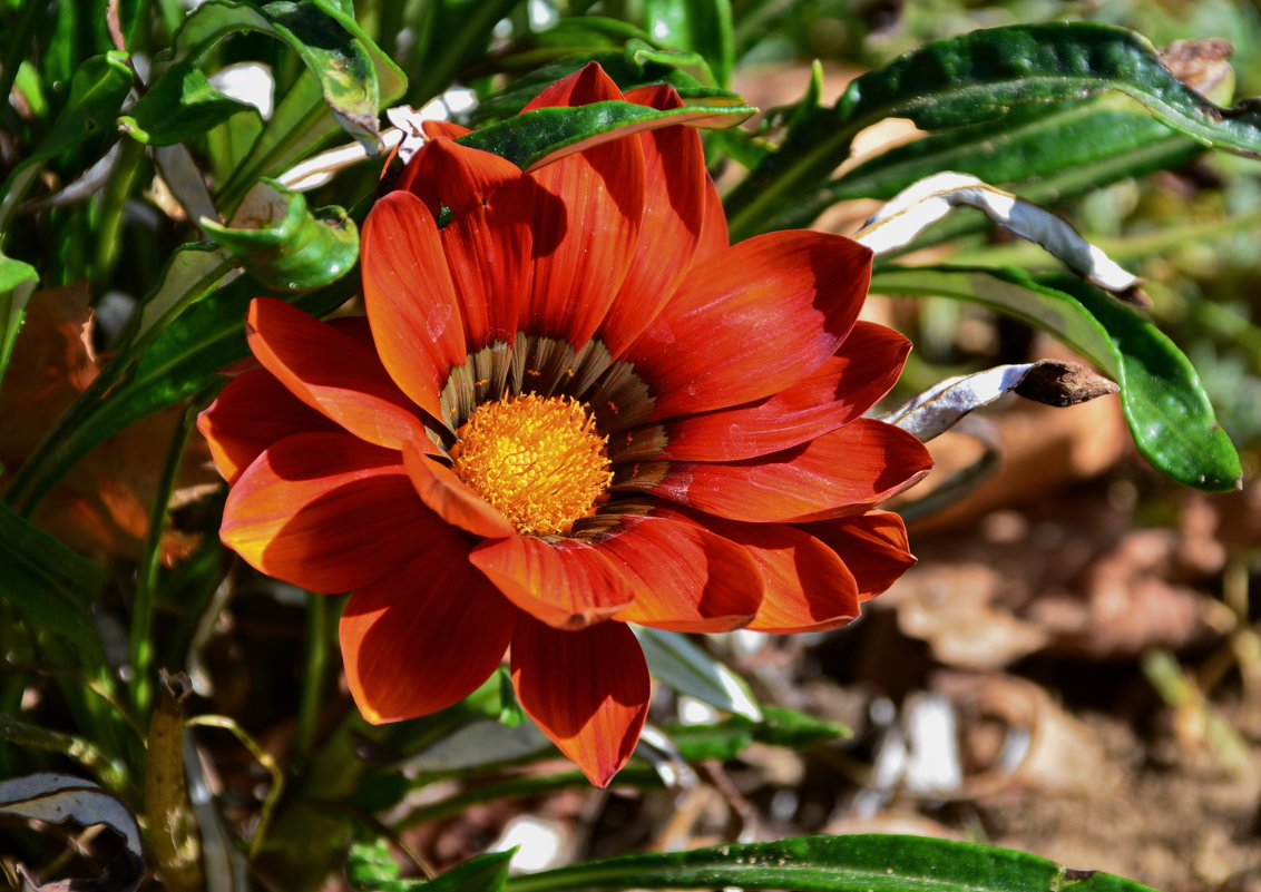 red flower - Петр Заровнев