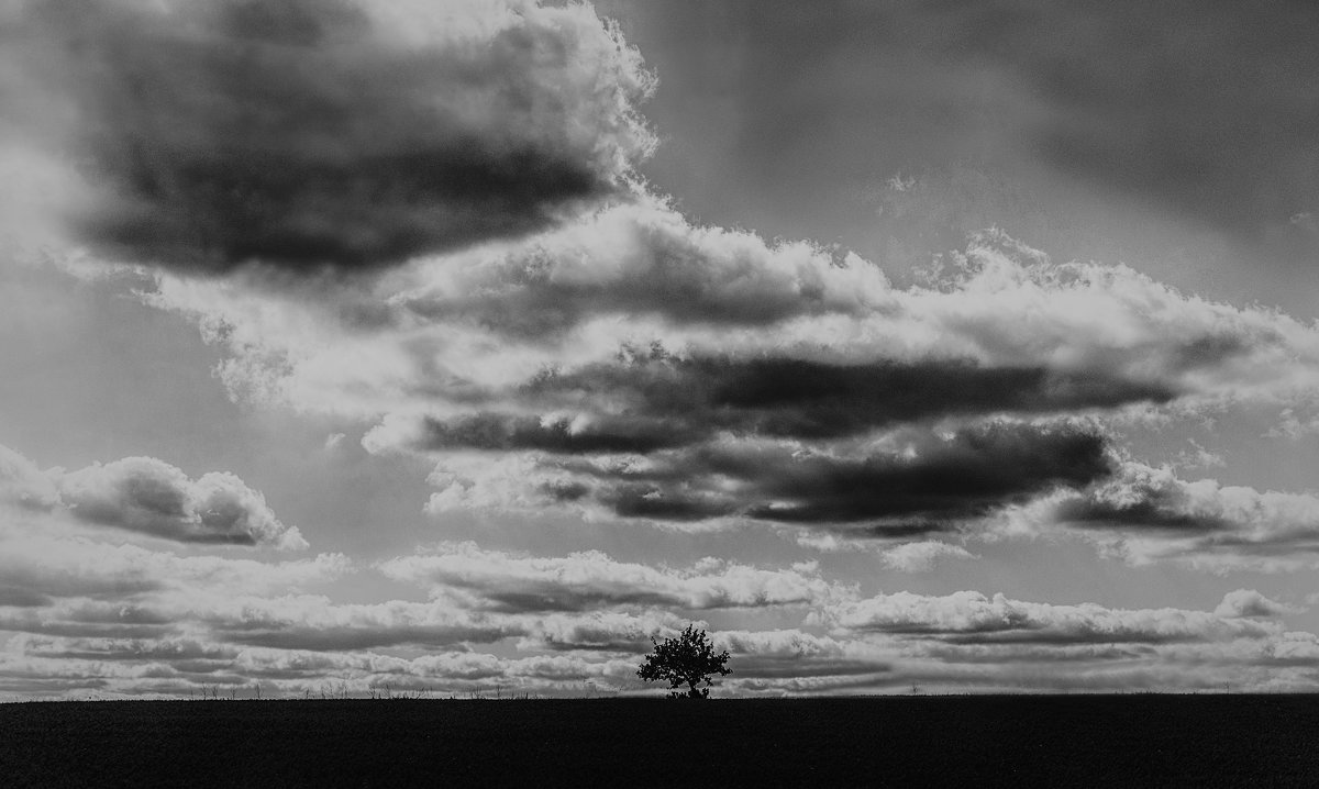 The Lonely Tree - Виталий Шевченко