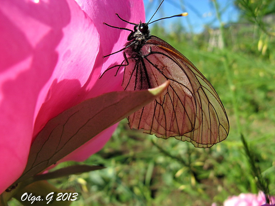 Бабочка белянка на цветке пиона - OLLES 