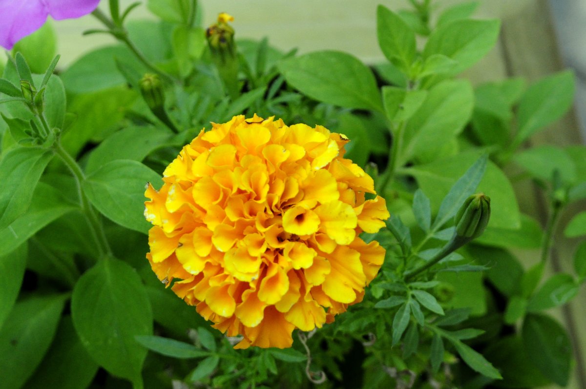 Желтый цветочек - Юлия 