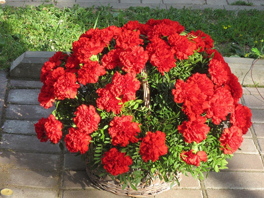 Цветы к памятнику Герою - Дмитрий Никитин