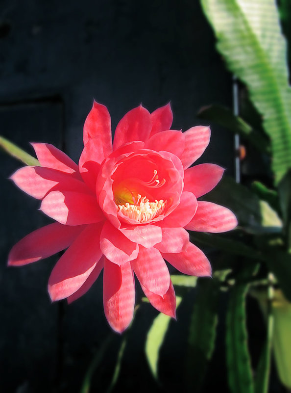 цветок кактуса - Лера 