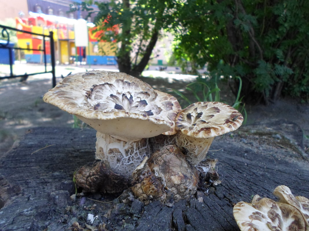 грибы в городе - Lyudmila 