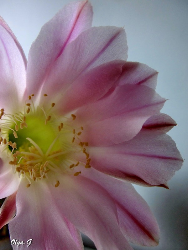Цветок кактуса - OLLES 