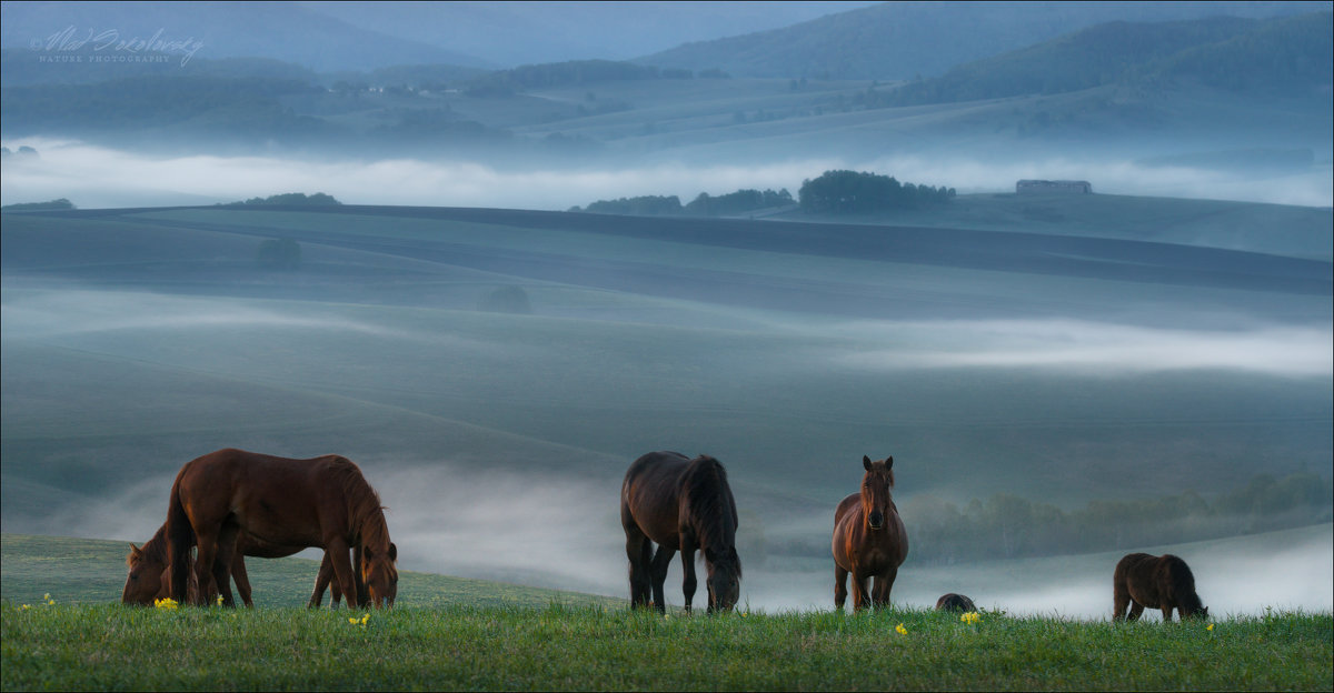 "Ходят кони ...", v.II - Влад Соколовский