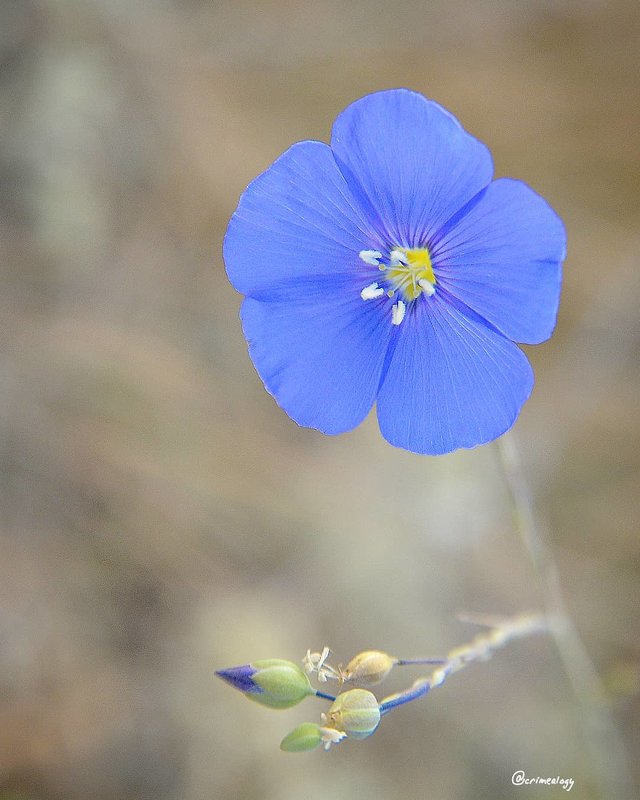 Портреты цветов... Лён... Portraits of flowers... Flax... - Сергей Леонтьев