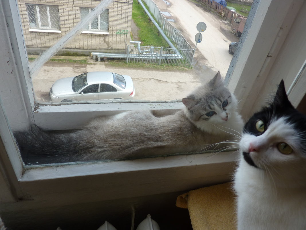 Кошка на окошке. Сафира - Ася Зырянова