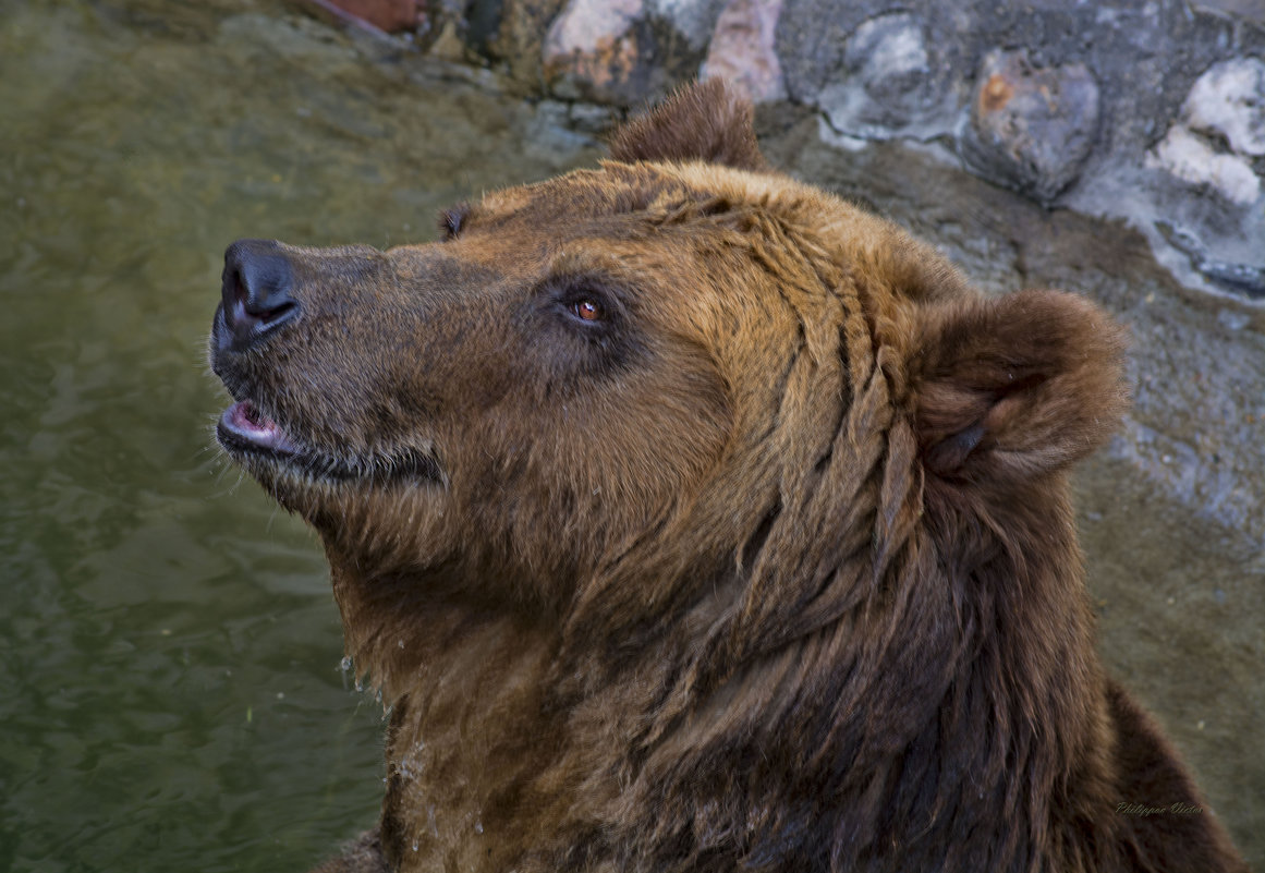 Улыбка медведя - Виктор Филиппов