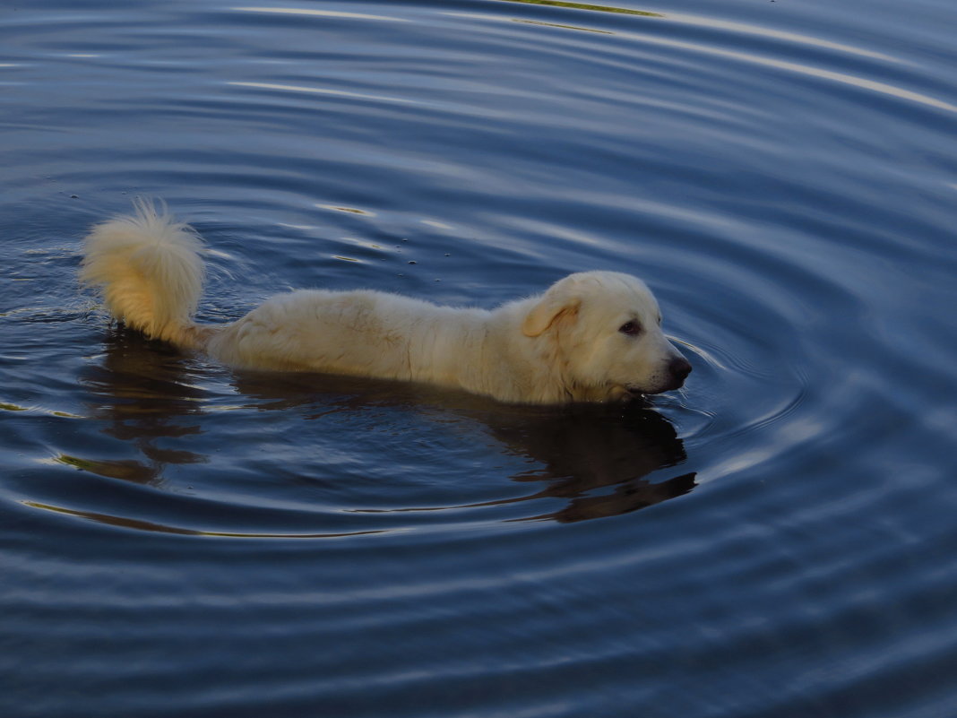 Не водоплавающая - в воде стоящая - собачка - Андрей Лукьянов