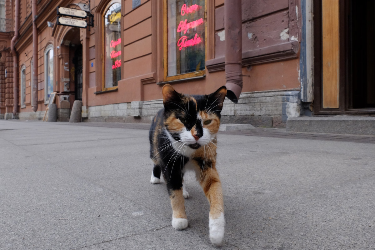 Хорошо работать кошкой в самой знаменитой пышечной Петербурга - tipchik 
