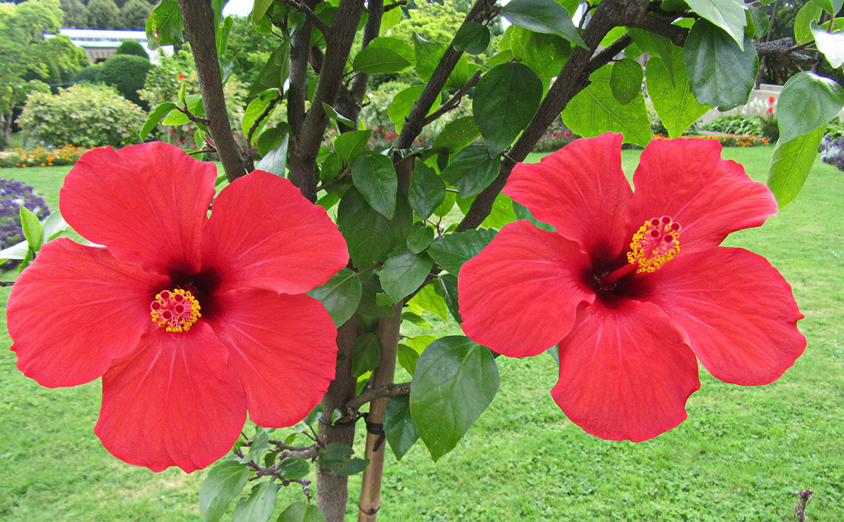 Гибискус "Hibiscus mutabilis" - Tamara *