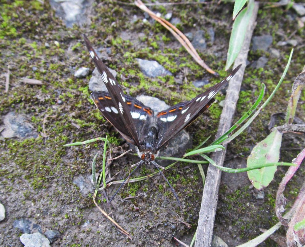 Бабочка с двумя парами крыльев - Yury Kuzmič