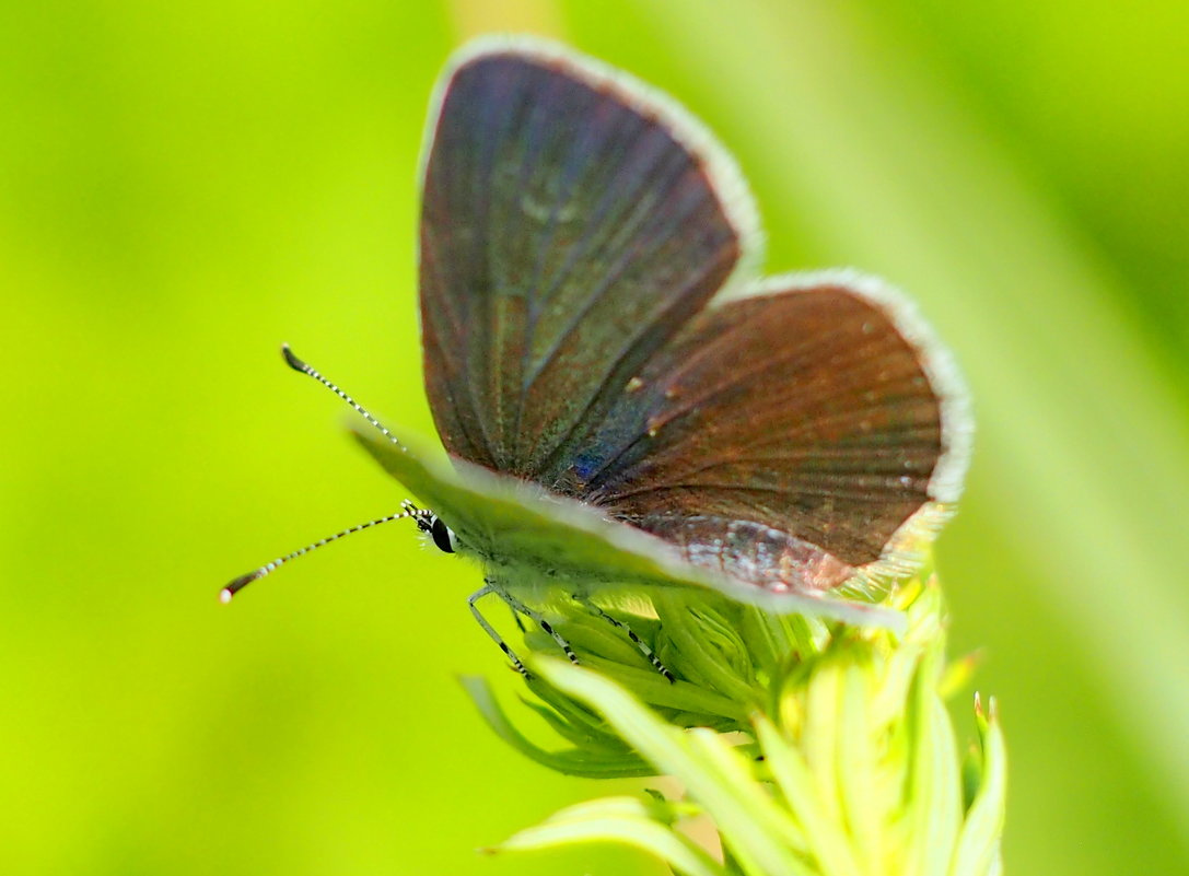 коричнево-голубой крылатый цветок - Александр Прокудин