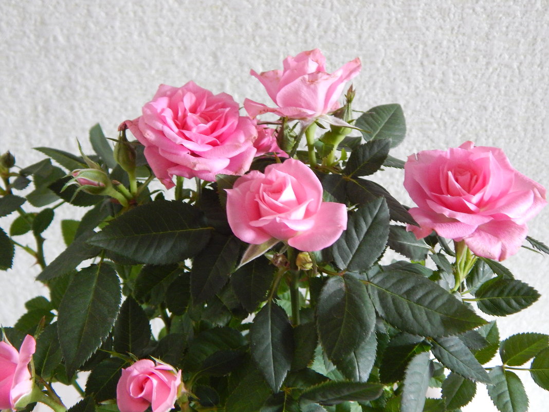 Розовые розы - Татьяна ***