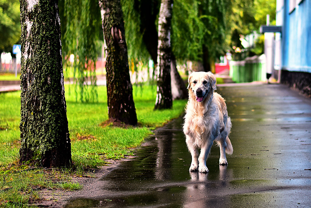 * - Сергей Землянский