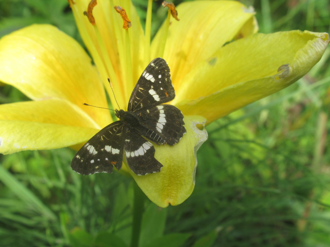 Бабочка на лилии - Лариса 