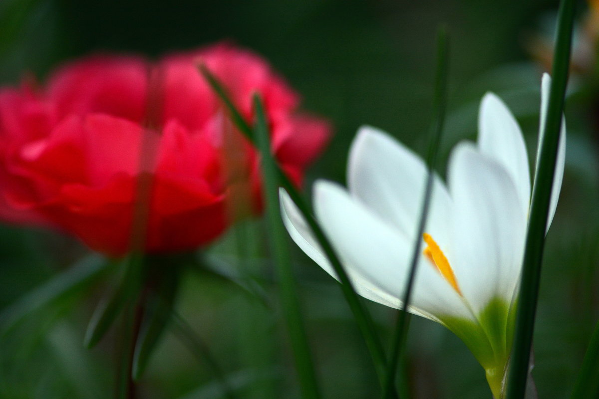 Red&White - Олег Шендерюк