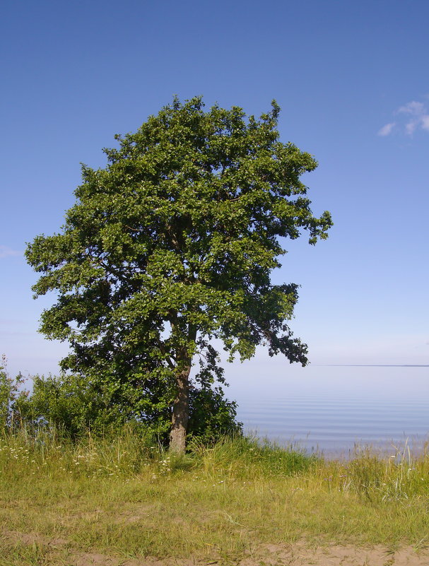 Деревце на берегу озера - lady v.ekaterina