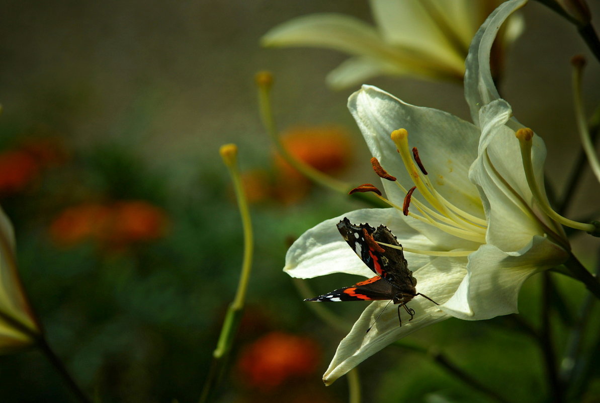Бабочки, цветочки - - Derjavin -