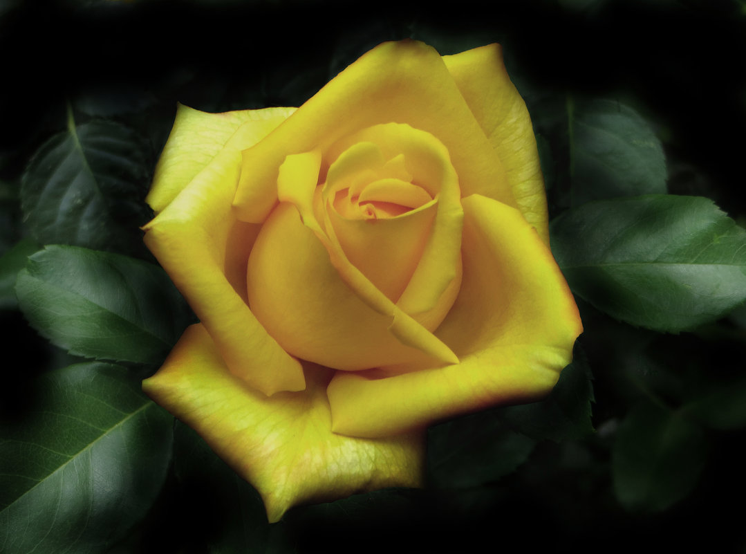 Желтая роза. - Nata 