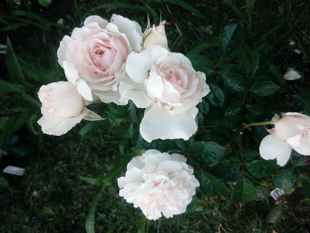Роза "Great North Eastern Rose" флорибунда - alexeevairina .