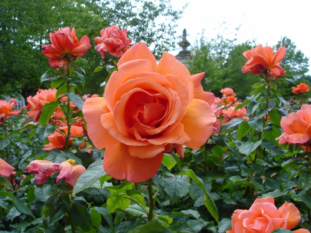 Ах эти розы из Сада роз... - Тамара Бедай 