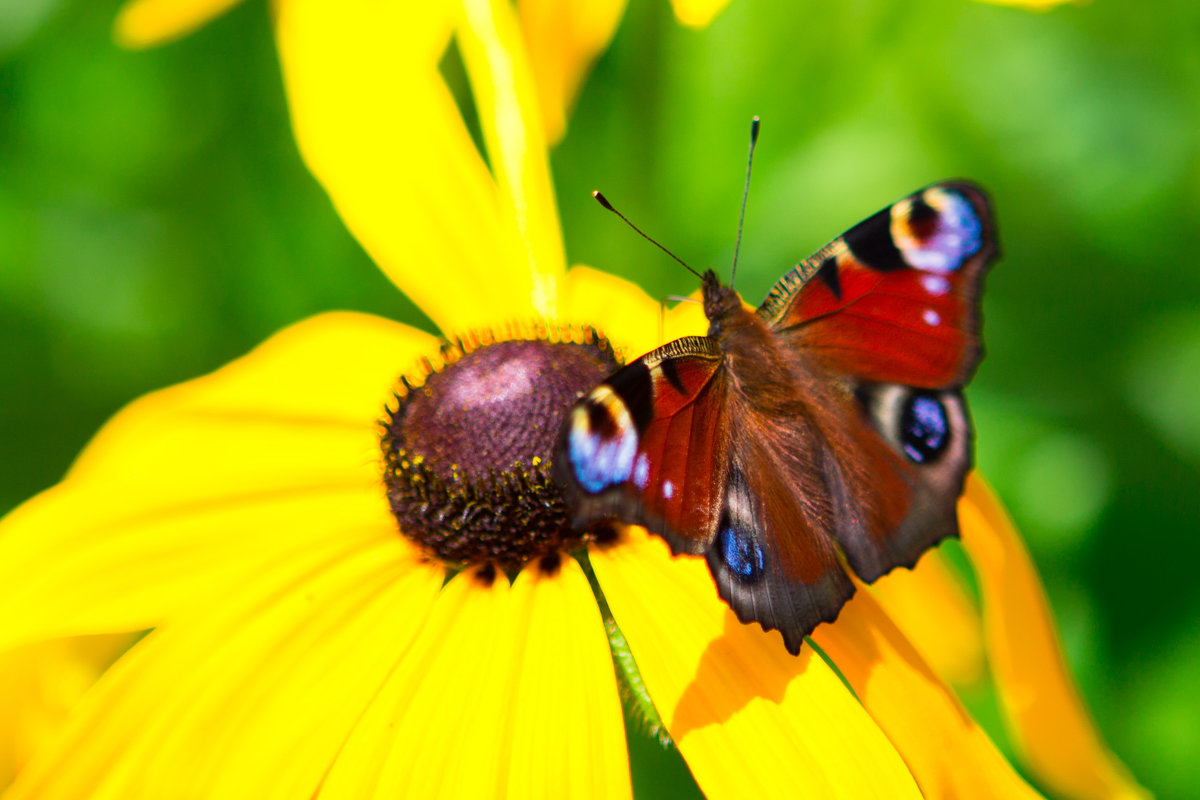 Бабочка подлетает к цветку - Valentina Zaytseva