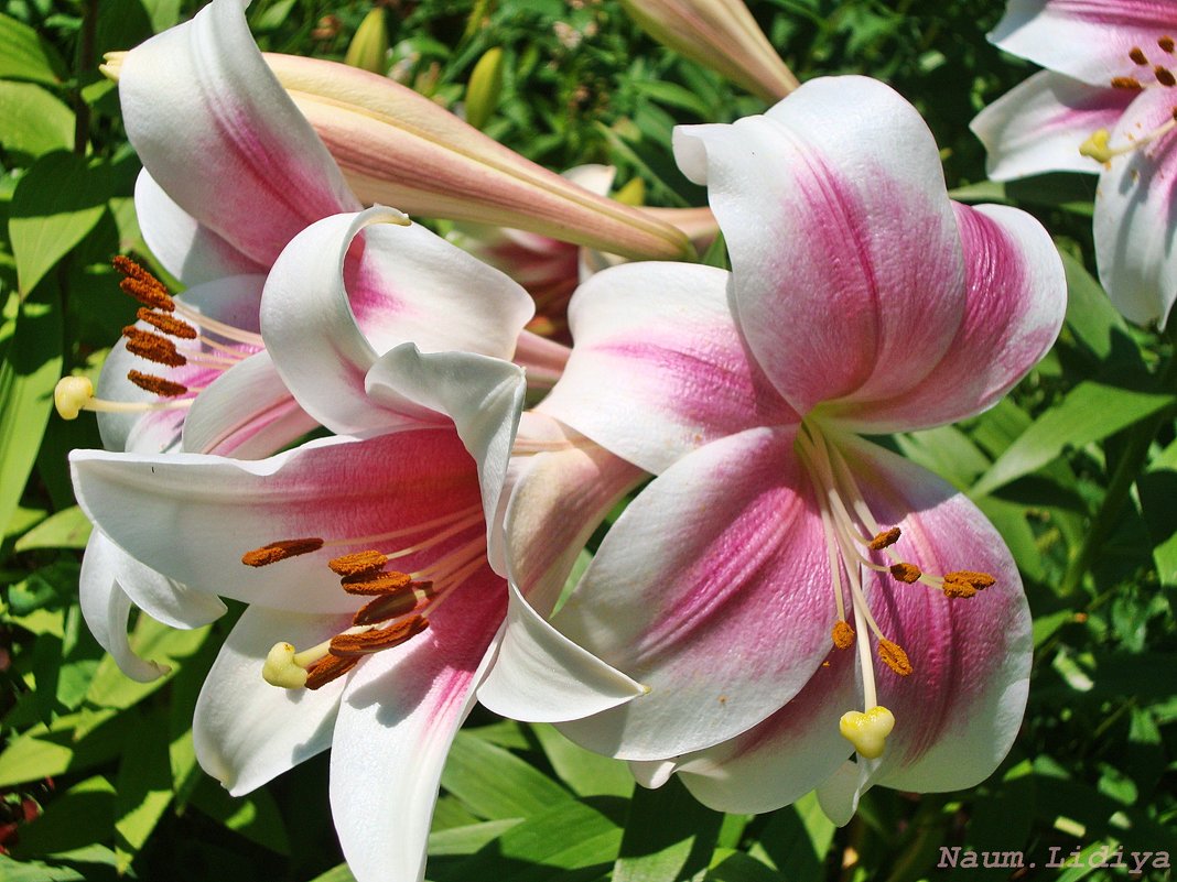 Время цветения лилий - Лидия (naum.lidiya)