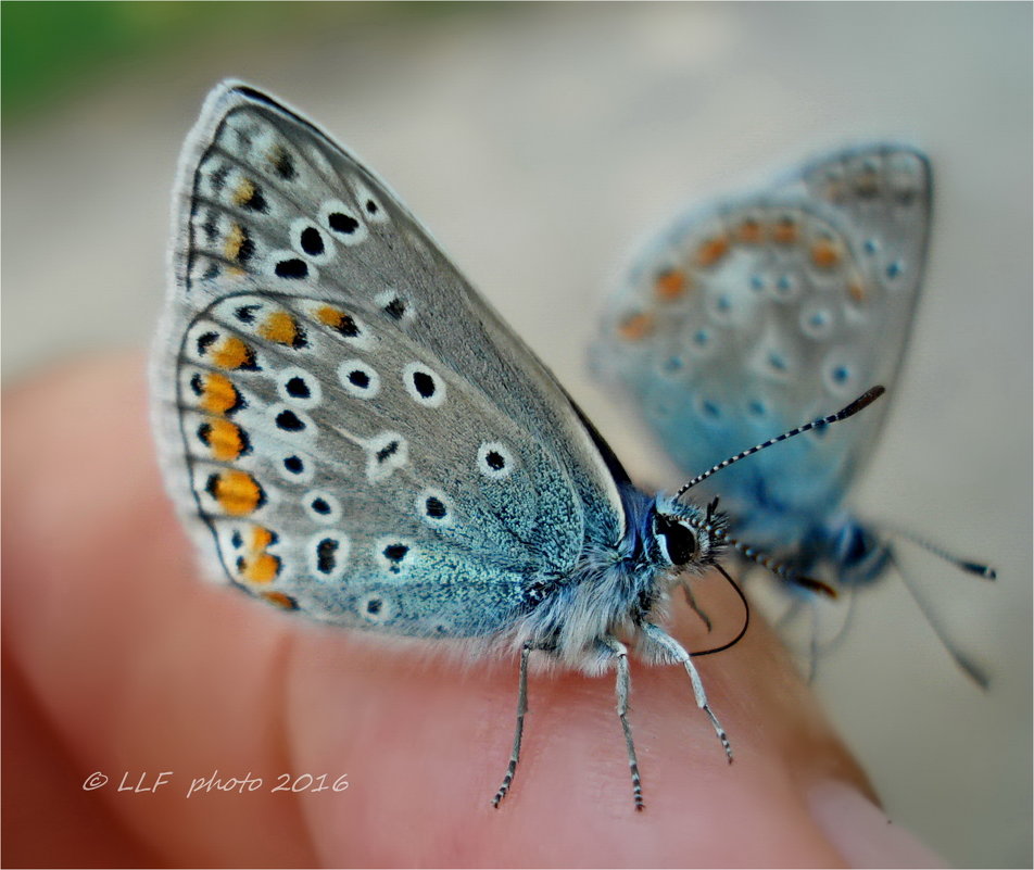 Бабочки и насекомые. - Liudmila LLF