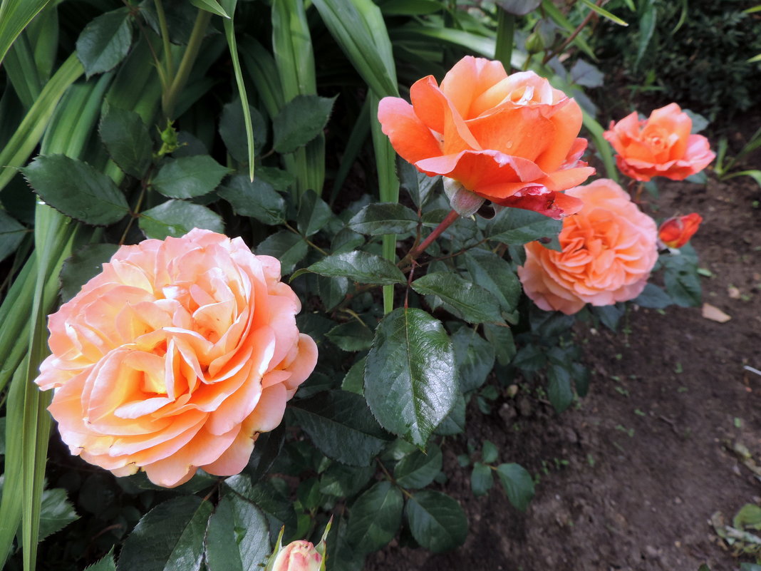 Роза "Belvedere" шраб - alexeevairina .