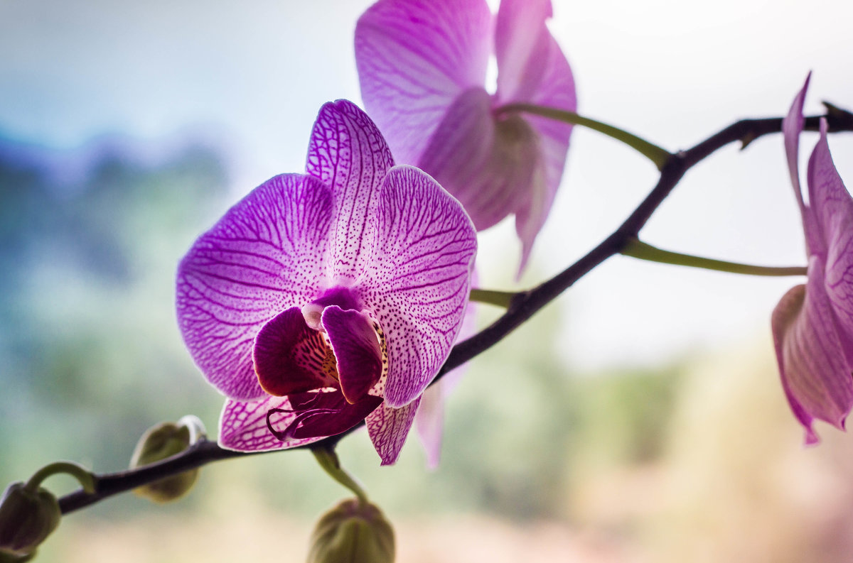 Взгляд на орхидею... - Владимир Буравкин