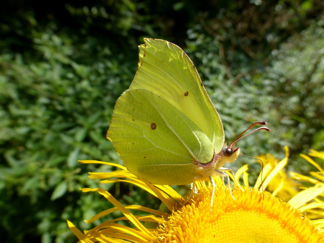 Желтая бабочка на желтом цветке - Татьяна Лобанова